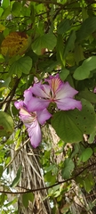 Bauhinia variegata