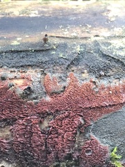 Chondracanthus exasperatus