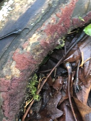 Chondracanthus exasperatus