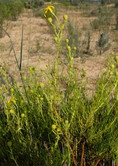 Othonna leptodactyla