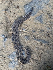 Sistrurus miliarius