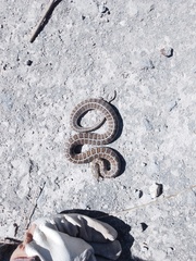 Thamnophis scalaris