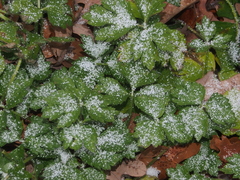 Ranunculus hispidus