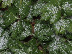 Ranunculus hispidus