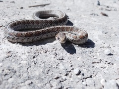 Thamnophis scalaris