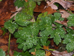 Ranunculus hispidus