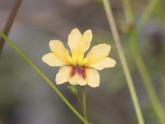 Goodenia trinervis