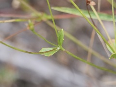 Goodenia trinervis