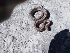 Thamnophis scalaris