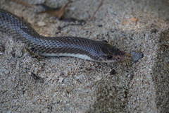 Phimophis guianensis