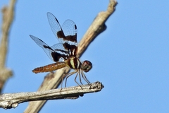 Perithemis lais