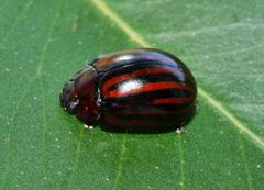 Paropsisterna stygia