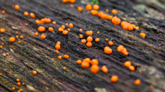 Dacrymyces stillatus