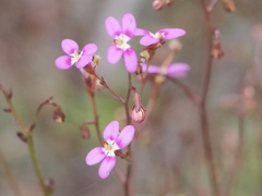 Stylidium caespitosum