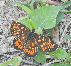 Chlosyne definita