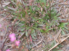 Stylidium caespitosum