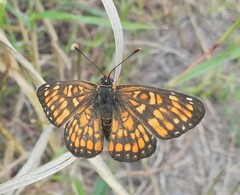 Chlosyne definita