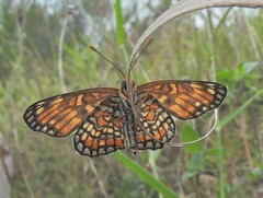 Chlosyne definita