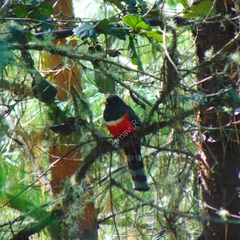 Trogon mexicanus