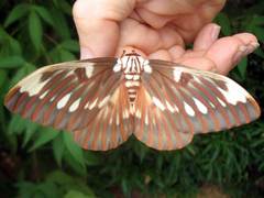 Citheronia splendens