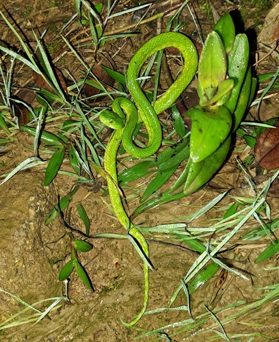 Photo of a March's Palm Pit Viper (Bothriechis marchi)