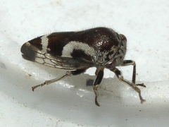 Ophiderma