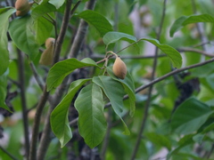 Aglaia lawii