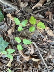 Akebia trifoliata