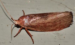 Cryptophasa rubescens