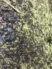 Chaenotheca furfuracea