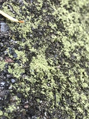 Chaenotheca furfuracea