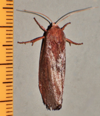 Cryptophasa rubescens