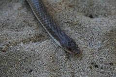 Phimophis guianensis