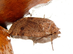 Noctua interposita