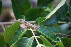 Anolis auratus