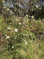 Trachymene composita