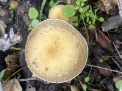 Leratiomyces percevalii