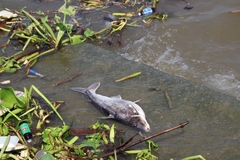 Pangasianodon hypophthalmus