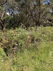 Trachymene composita