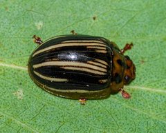 Paropsisterna insignita