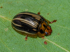 Paropsisterna insignita