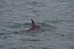 Tursiops
