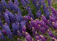 Lupinus excubitus