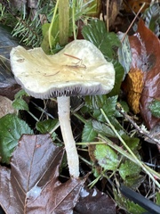 Leratiomyces percevalii