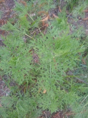 Ambrosia tenuifolia