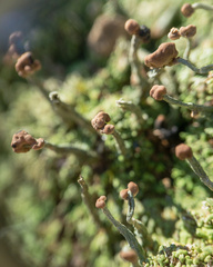 Cladonia peziziformis