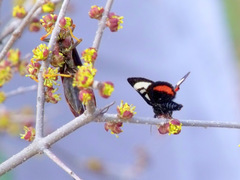 Psychomorpha epimenis