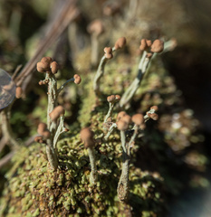Cladonia peziziformis