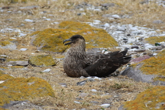 Stercorarius chilensis