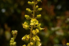 Mezoneuron brachycarpum